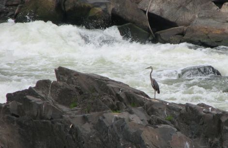 great_falls_park.jpg4.jpg